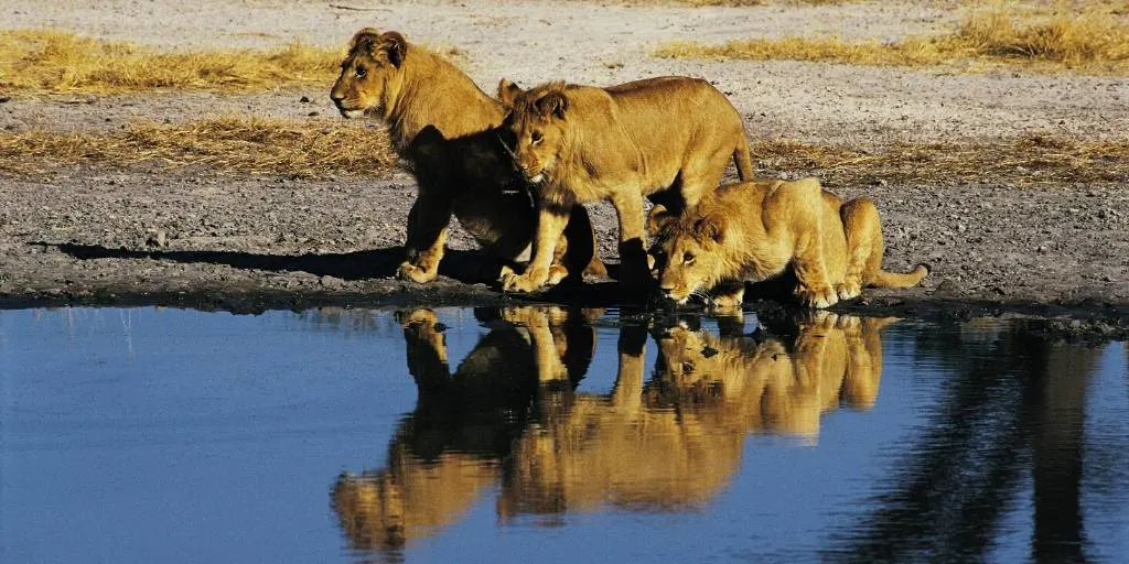 Lions at the water hole in Botswana