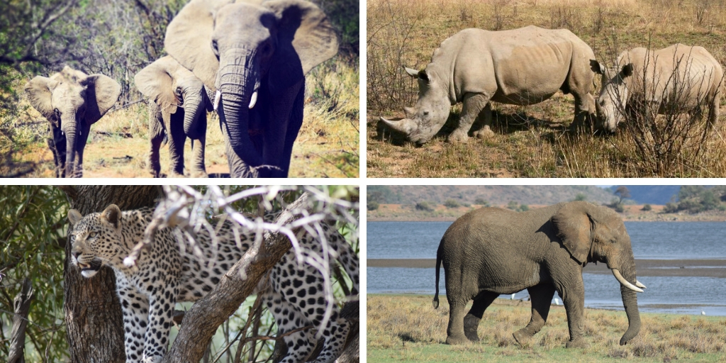 Elephants rhino and leopard in Africa