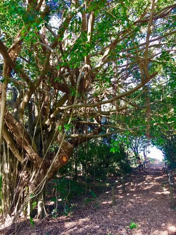 Sandy walk through trees to the beach in the distance.