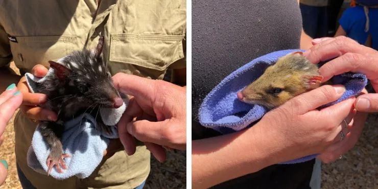 Quokka and a quoll