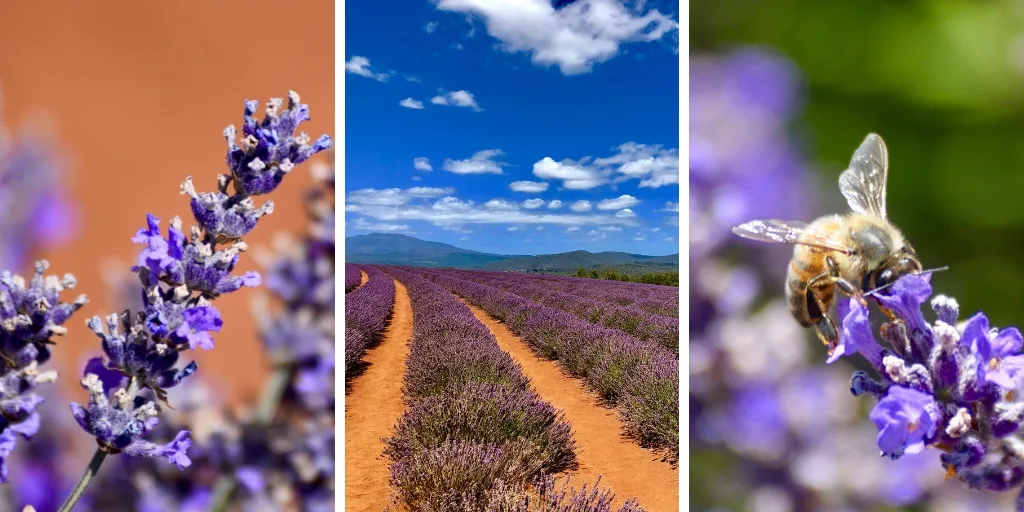 TASMANIA LAVENDER FARM