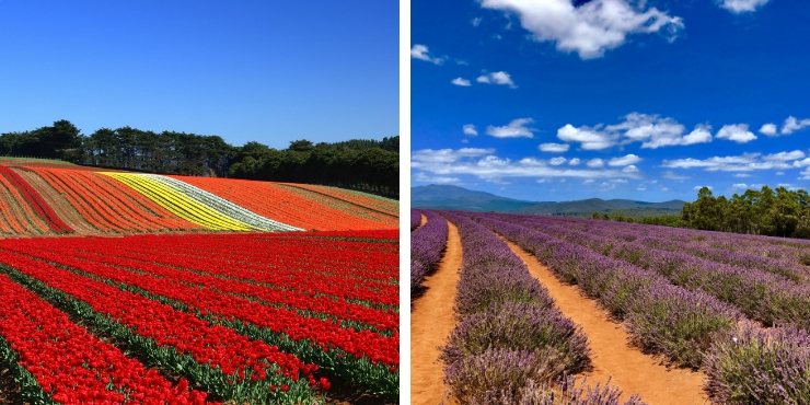 Tulips and lavender fields in Tasmania