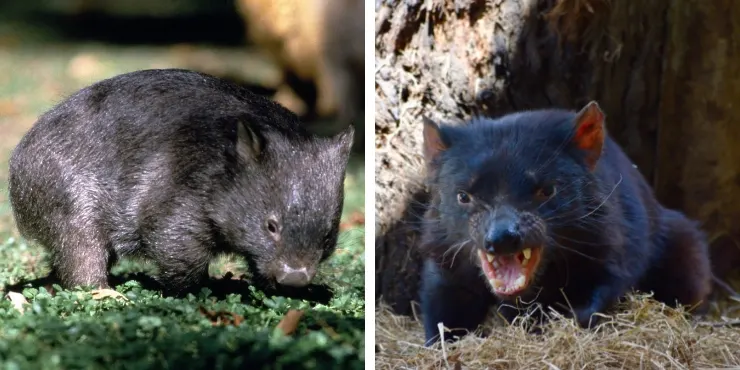 Tasmanian devils can be found all over the state and you can find out about where to find them by reading Tasmania travel tips