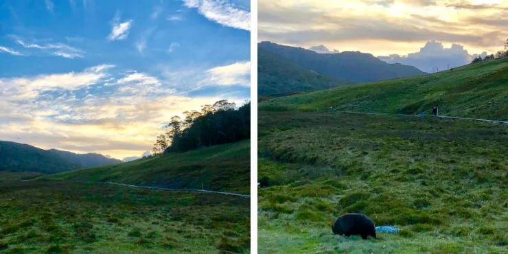 wombats on cradle mountain