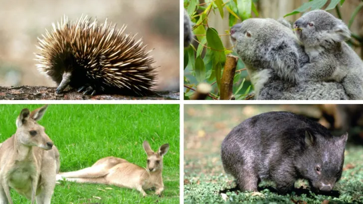 Australian animals - echidna, koala, kangaroo and wombat