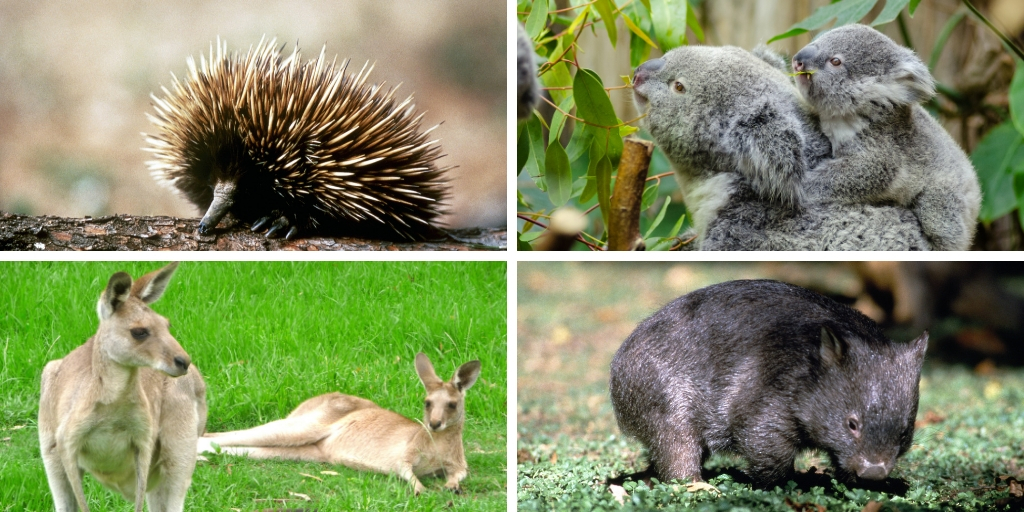 Australian animals - echidna, koala, kangaroo and wombat