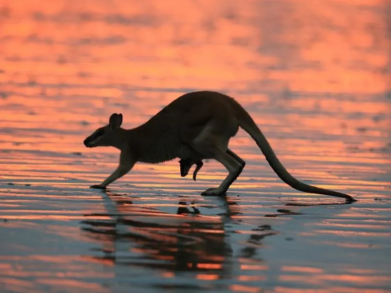 Kangaroo with a joey peeking out from her pouch on a beach at dawn - this is one of the best things to do in Mackay.