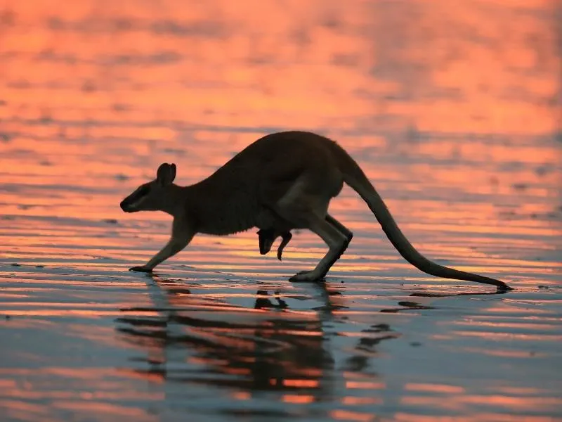 Cape Hillsborough Queensland