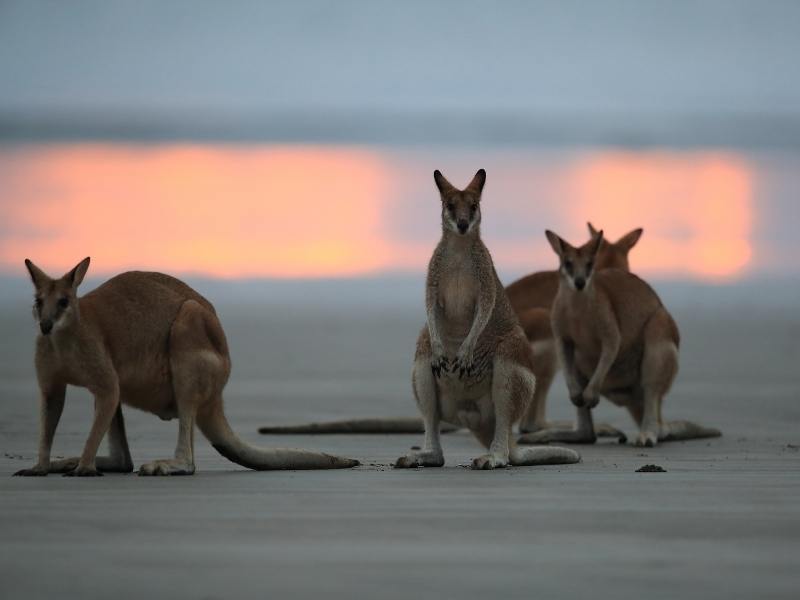 Kangaroos on a beach.