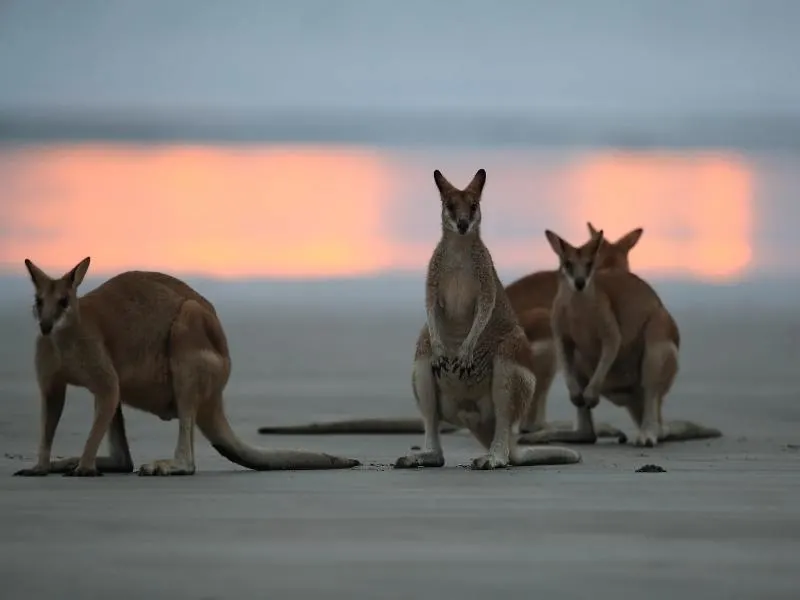 Kangaroos on a beach.