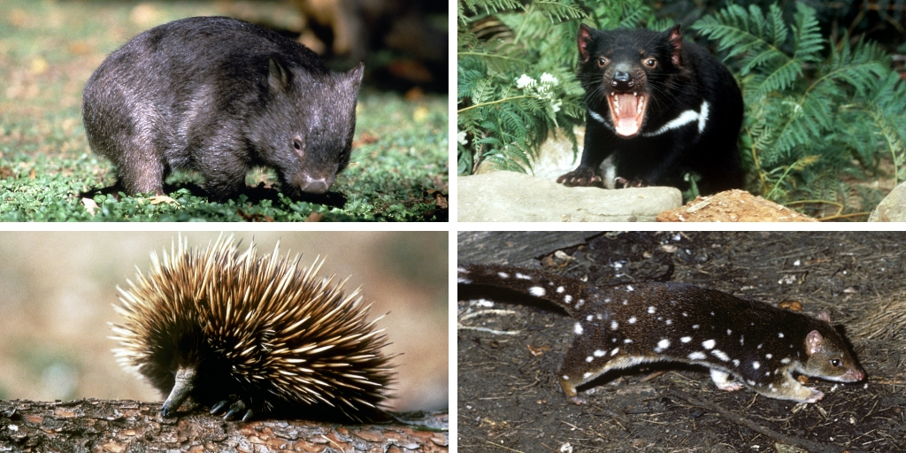 TASMANIA ANIMALS