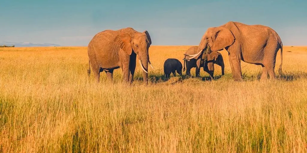 Safari in SA