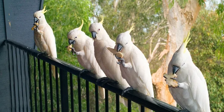 Sulphur crested cockatoos on a fence in Australia