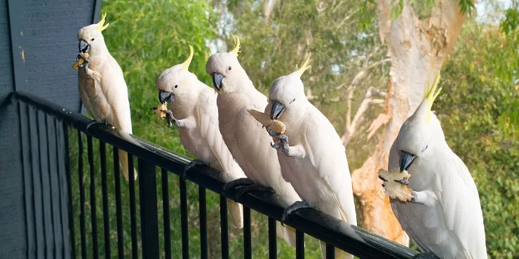 Sulphur crested cockatoos on a fence in Australia.