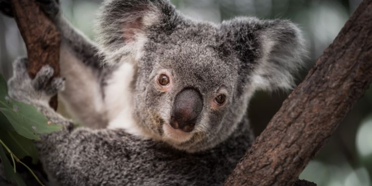 koala in australia