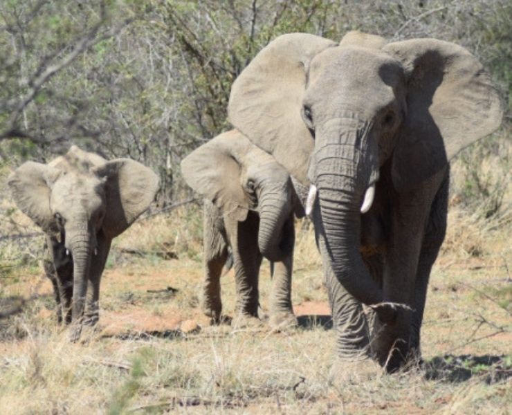 2 elephant calves with their mother