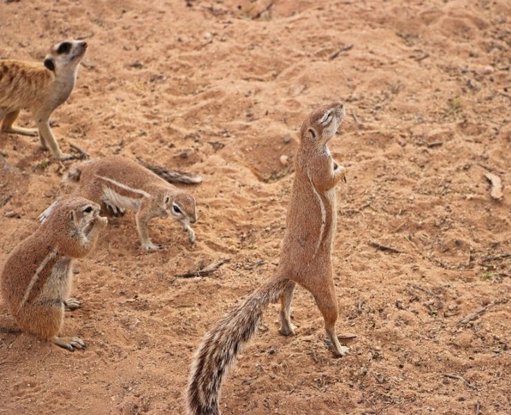 Meerkats