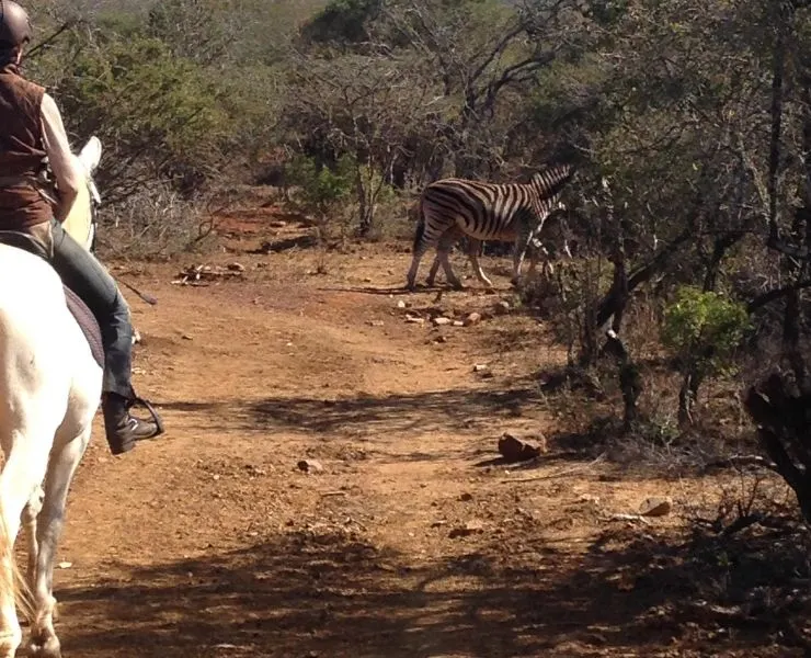 A zebra seen in South Africa when staying at one of the best game lodges in South Africa 