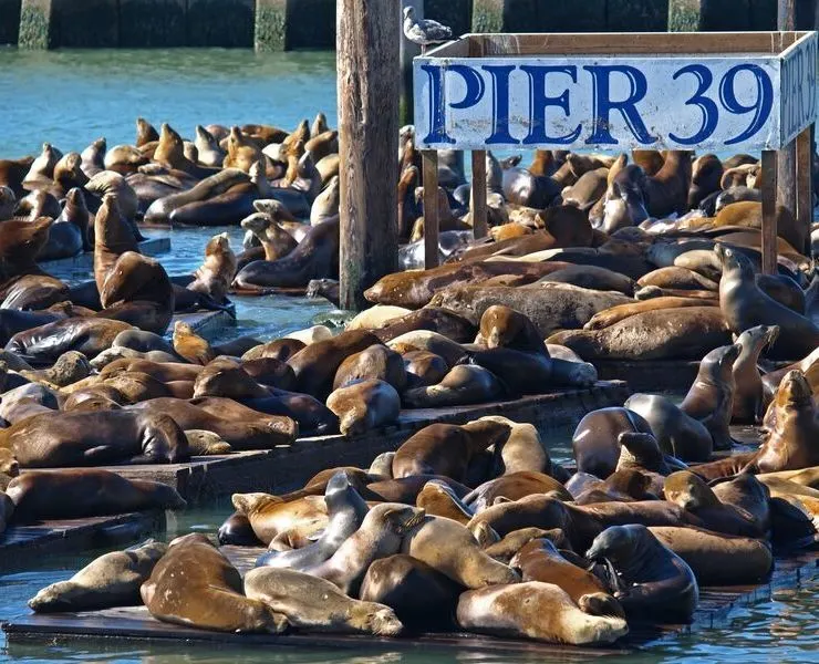 PIER 39 and Sea Lions  San Francisco Electric Tour Company