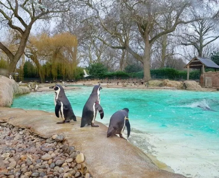 Penguins at London Zoo