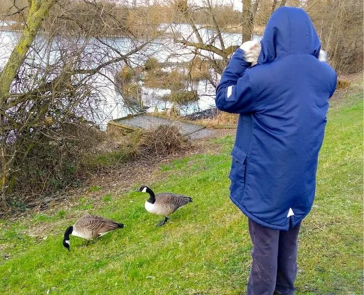 Canadian geese