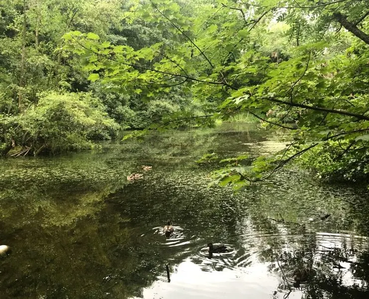 C.S. Lewis House & Nature Reserve.