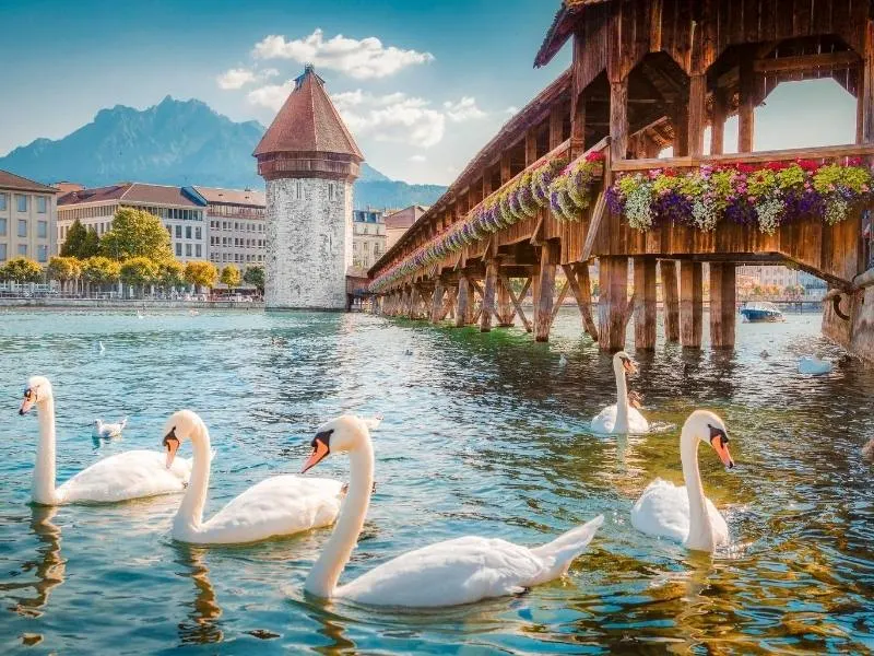 Swans on the lake in Lucerne Switzerland