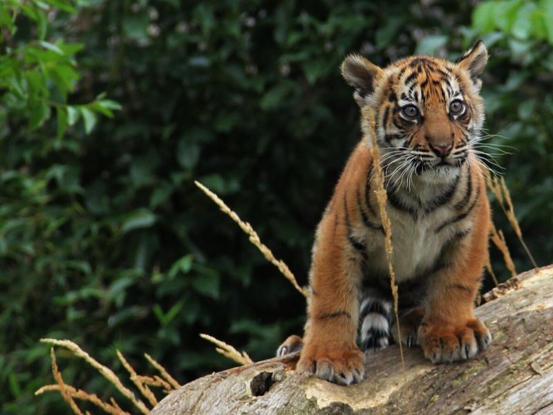Tiger cub at London zoo