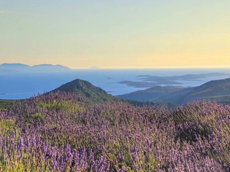 Lavender on the Pakleni Islands of Croatia