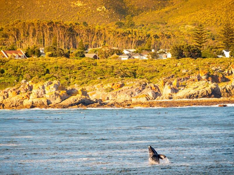 Whale breaching off the coast of South Africa.