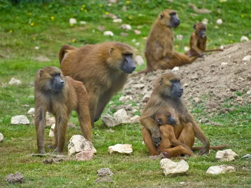 Baboons in South Africa