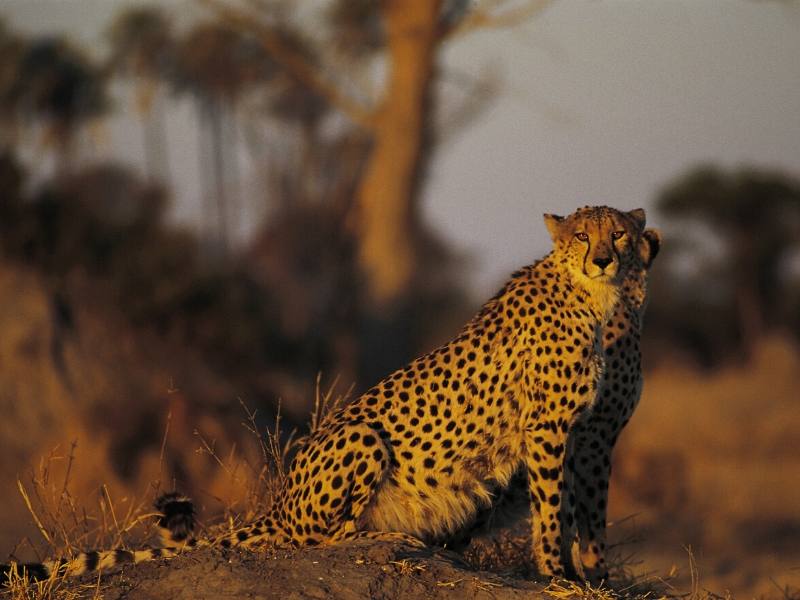 Cheetah in Botswana 1
