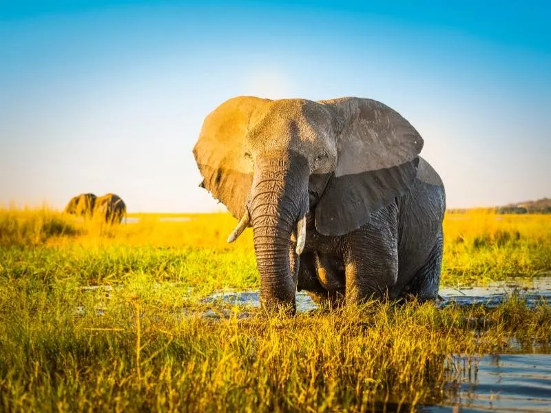 Elephant in Botswana