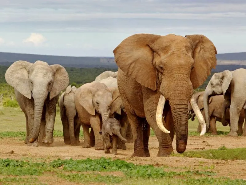 Herd of elephants.