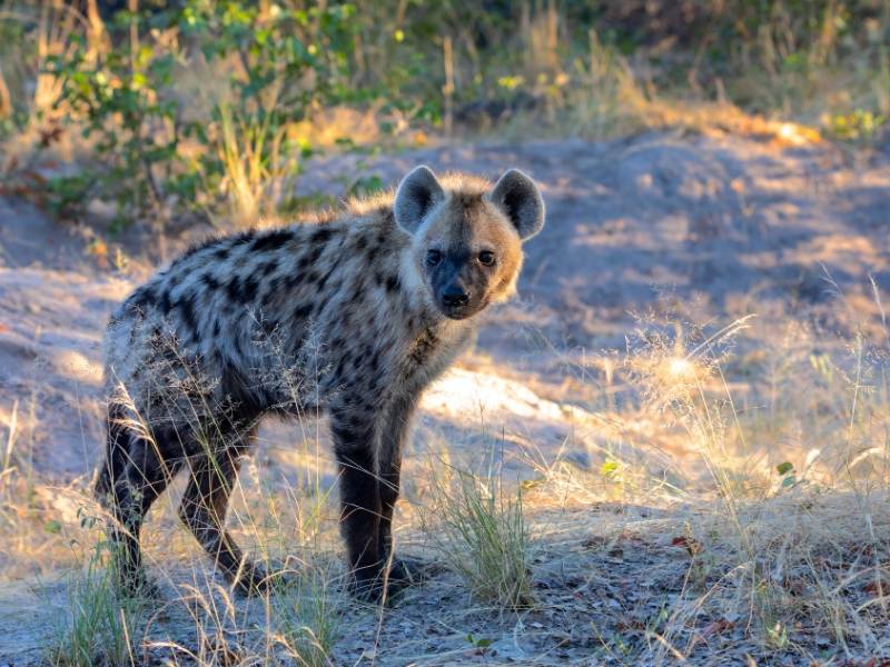 Hyena in Botswana