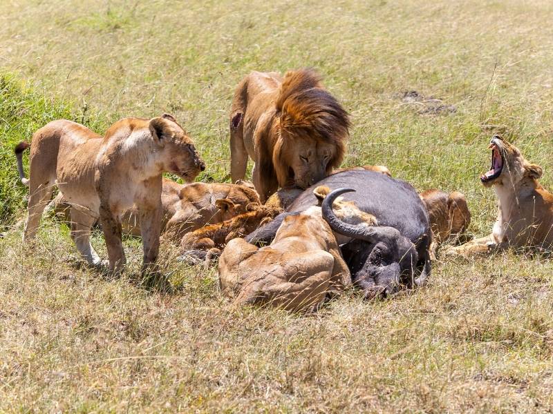 Lions in Botswana 1