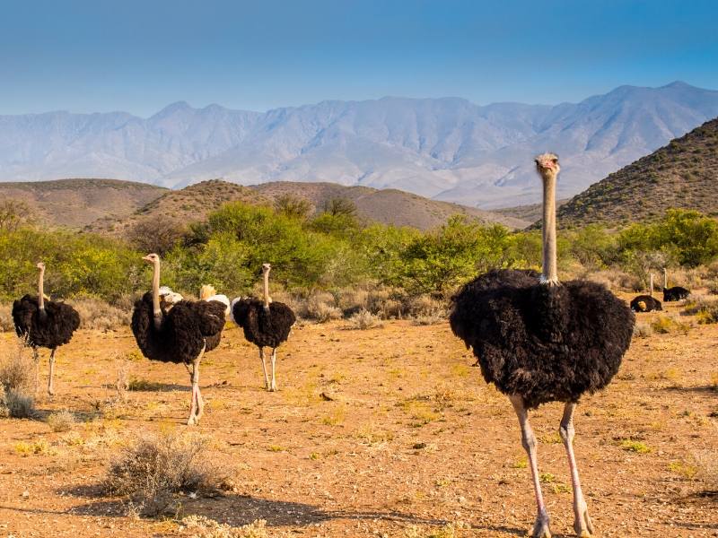Ostriches in Outshoorn South Africa