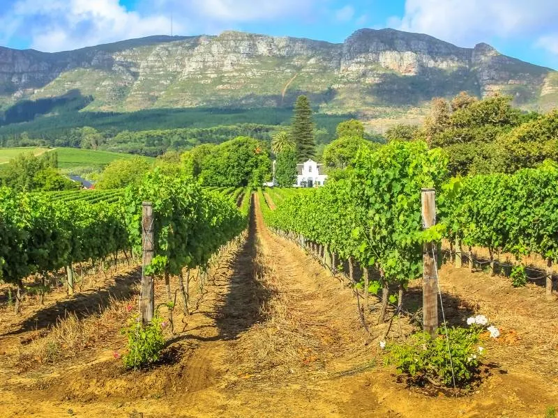South African Stellenbosch wine route