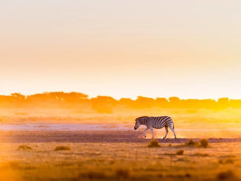 a zebra in Botswana