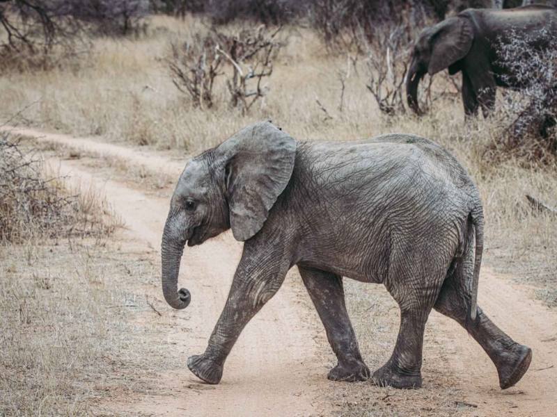 A baby elephant crossing the dusty road