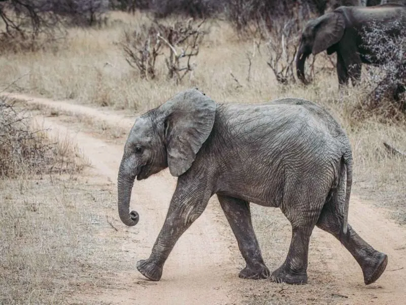 A baby elephant crossing the dusty road.