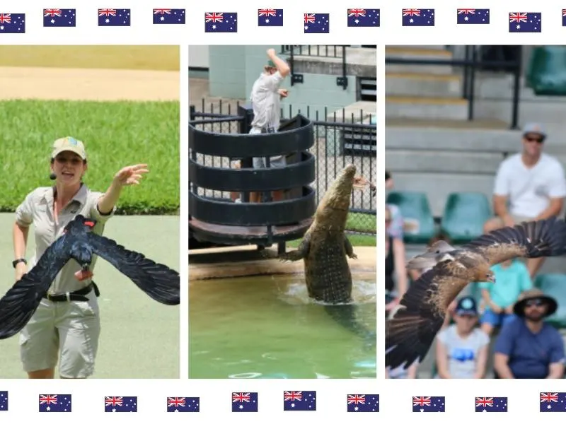 3 pictures in a collage showing scenes from Australia Zoo including a crocodile being fed and 2 birds in the bird show