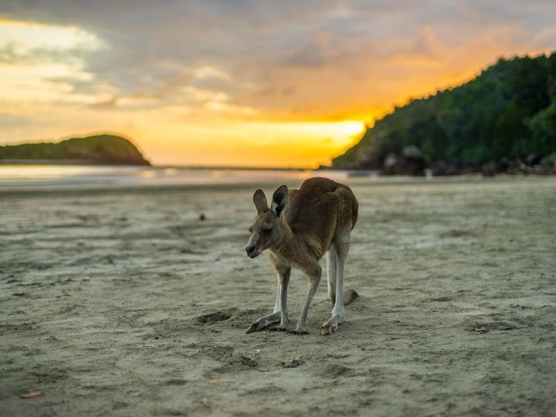 Kangaroo on a beach at sunrise.