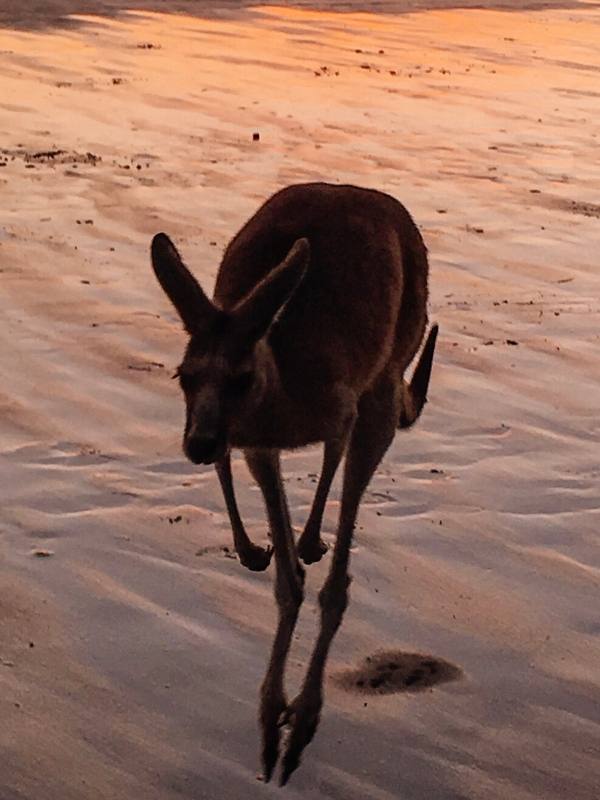 Close up of a kangaroo at Cape Hillsborough