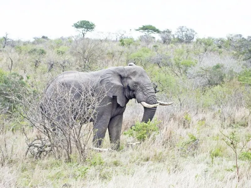 Elephant in the SA bush.
