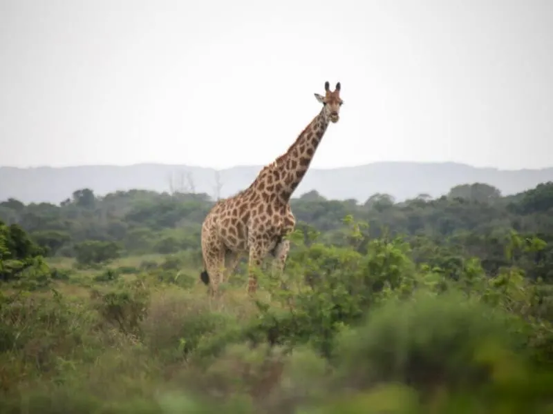 A giraffe at iSimangaliso Wetland Park