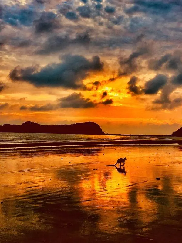 Cape Hillsborough kangaroos on the beach at sunrise.