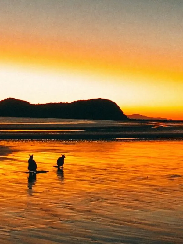 Cape Hillsborough kangaroos on the beach at sunrise.