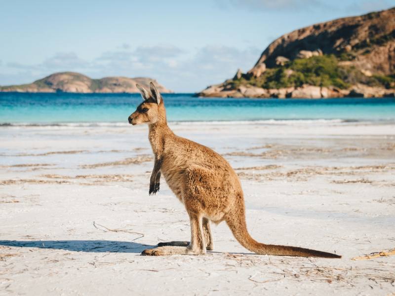 Kangaroo on a beach.