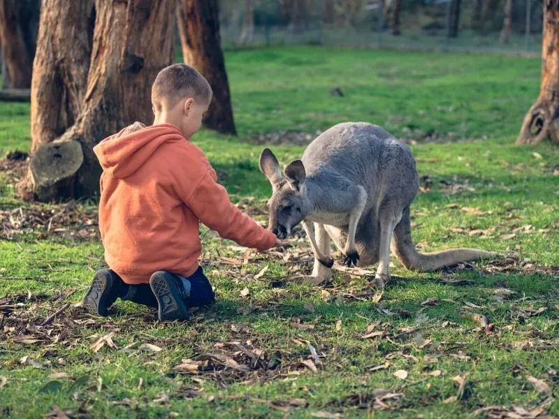 A boy feeding a kangaroo.